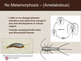 Entomology-101-slides-1-58.pdf Aprende de insectos | PDF