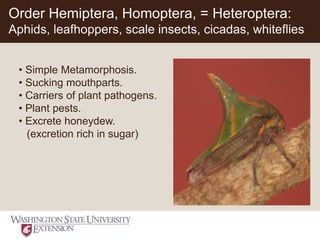 Suborder Homoptera Entomology-101-slides-1-58.pdf Aprende de insectos | PDF
