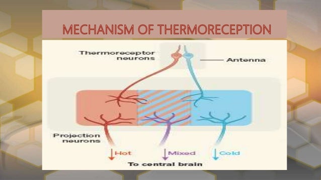 Thermoreception In Insects