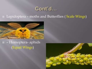Introduction to Entomology | PPTX