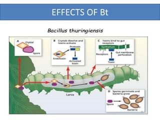IMPORT AND EXPORT OF NATURAL ENEMIES OF AGRICULTURAL PEST | PPTX
