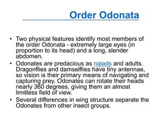 Order Odonata
• Two physical features identify most members of
the order Odonata - extremely large eyes (in
proportion to its head) and a long, slender
abdomen.
• Odonates are predacious as naiads and adults.
Dragonflies and damselflies have tiny antennae,
so vision is their primary means of navigating and
capturing prey. Odonates can rotate their heads
nearly 360 degrees, giving them an almost
limitless field of view.
• Several differences in wing structure separate the
Odonates from other insect groups.
 