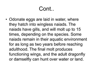 Cont..
• Odonate eggs are laid in water, where
they hatch into wingless naiads. The
naiads have gills, and will molt up to 15
times, depending on the species. Some
naiads remain in their aquatic environment
for as long as two years before reaching
adulthood. The final molt produces
functioning wings, and the adult dragonfly
or damselfly can hunt over water or land.
 