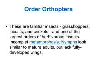 Order Orthoptera
• These are familiar insects - grasshoppers,
locusts, and crickets - and one of the
largest orders of herbivorous insects.
Incomplet metamorphosis. Nymphs look
similar to mature adults, but lack fully-
developed wings.
 