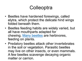 Colleoptra
• Beetles have hardened forewings, called
elytra, which protect the delicate hind wings
folded beneath them.
• Beetles feeding habits are widely varied, but
all have mouthparts adapted for
chewing. Many beetles are herbivores,
feeding on plants.
• Predatory beetles attack other invertebrates
in the soil or vegetation. Parasitic beetles
may live on other insects, or even mammals.
A few beetles scavenge decaying organic
matter or carrion.
 