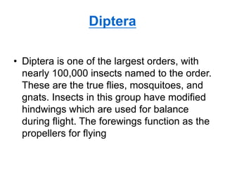 Diptera
• Diptera is one of the largest orders, with
nearly 100,000 insects named to the order.
These are the true flies, mosquitoes, and
gnats. Insects in this group have modified
hindwings which are used for balance
during flight. The forewings function as the
propellers for flying
 