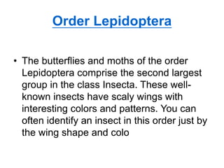 Order Lepidoptera
• The butterflies and moths of the order
Lepidoptera comprise the second largest
group in the class Insecta. These well-
known insects have scaly wings with
interesting colors and patterns. You can
often identify an insect in this order just by
the wing shape and colo
 