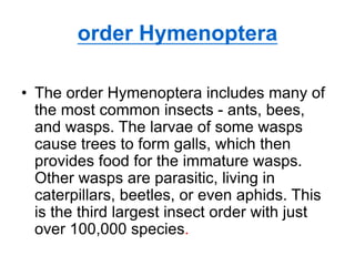 order Hymenoptera
• The order Hymenoptera includes many of
the most common insects - ants, bees,
and wasps. The larvae of some wasps
cause trees to form galls, which then
provides food for the immature wasps.
Other wasps are parasitic, living in
caterpillars, beetles, or even aphids. This
is the third largest insect order with just
over 100,000 species.
 