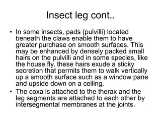 Insect leg cont..
• In some insects, pads (pulvilli) located
beneath the claws enable them to have
greater purchase on smooth surfaces. This
may be enhanced by densely packed small
hairs on the pulvilli and in some species, like
the house fly, these hairs exude a sticky
secretion that permits them to walk vertically
up a smooth surface such as a window pane
and upside down on a ceiling.
• The coxa is attached to the thorax and the
leg segments are attached to each other by
intersegmental membranes at the joints.
 