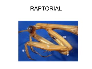 RAPTORIAL
 