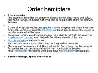 Order hemiptera
• Characteristics
The insects in this order are extremely diverse in their size, shape and colour.
The name Hemiptera means 'half wing' and all hemipterans share the following
features:
•
2 pairs of wings, although some species may be wingless and others have only
forewings. Wings are generally membranous but in some species the forewings
may be hardened at the base
• Piercing or sucking mouthparts appearing as a sharply pointed tube known as
a proboscis or rostrum, which extends from the underside of the head
• Compound eyes of various forms
• Antennae vary and may be either short, or long and conspicuous
• The young of hemipterans look like small adults. Some bugs may be mistaken
for beetles but can be distinguished by their mouthparts as beetles
have mandibulate mouthparts while bugs have sucking/piercing mouthparts.
• Hemiptera: bugs, aphids and cicadas
 