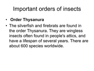 Important orders of insects
• Order Thysanura
• The silverfish and firebrats are found in
the order Thysanura. They are wingless
insects often found in people's attics, and
have a lifespan of several years. There are
about 600 species worldwide.
 