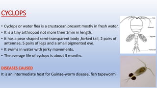 Shellfish Cyclops Entomology | PPTX