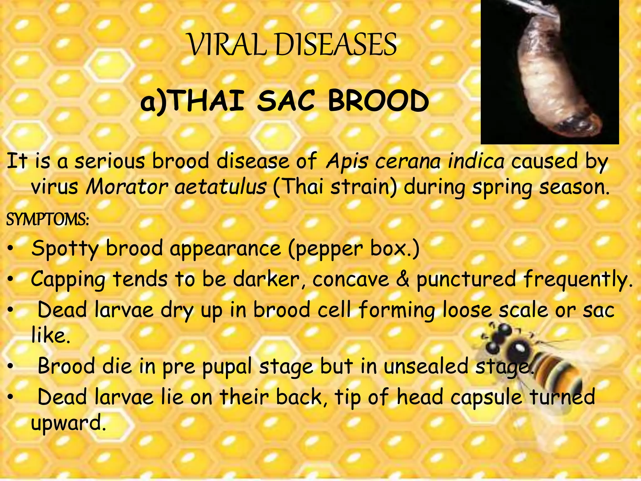 Pest and diseases of Honeybees | PPTX