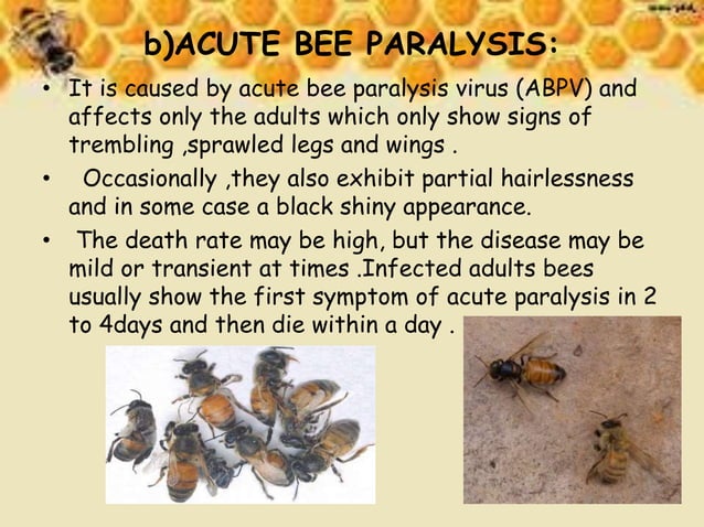 Fungal Diseases Of Honey Bees: Current Status And Future – UQZT