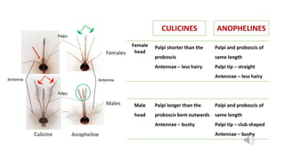 ENTOMOLOGY- Mosquitoes.pptx