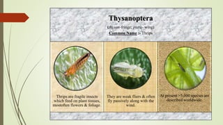 Entomology powerpoint all order in one ppt .pptx