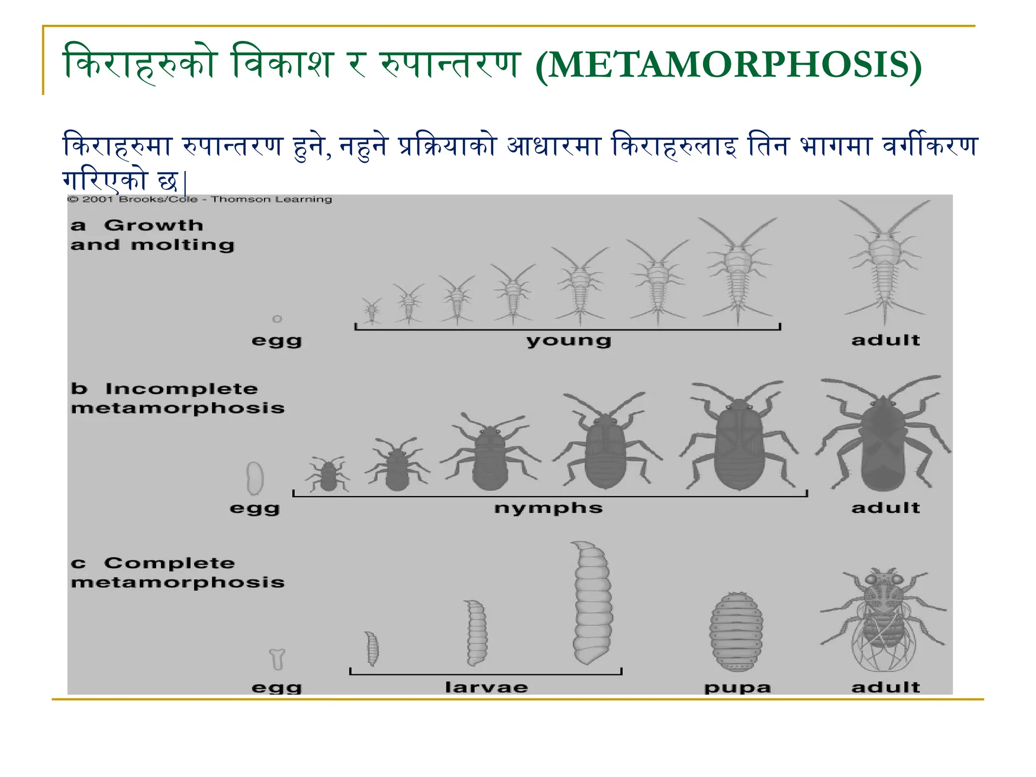 Entomology life cycle of insects .pptx