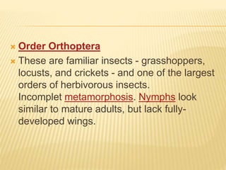  Order Orthoptera
 These are familiar insects - grasshoppers,
locusts, and crickets - and one of the largest
orders of herbivorous insects.
Incomplet metamorphosis. Nymphs look
similar to mature adults, but lack fully-
developed wings.
 