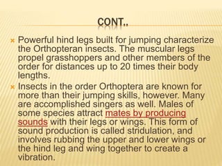 CONT..
 Powerful hind legs built for jumping characterize
the Orthopteran insects. The muscular legs
propel grasshoppers and other members of the
order for distances up to 20 times their body
lengths.
 Insects in the order Orthoptera are known for
more than their jumping skills, however. Many
are accomplished singers as well. Males of
some species attract mates by producing
sounds with their legs or wings. This form of
sound production is called stridulation, and
involves rubbing the upper and lower wings or
the hind leg and wing together to create a
vibration.
 