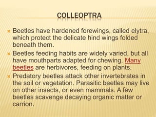 COLLEOPTRA
 Beetles have hardened forewings, called elytra,
which protect the delicate hind wings folded
beneath them.
 Beetles feeding habits are widely varied, but all
have mouthparts adapted for chewing. Many
beetles are herbivores, feeding on plants.
 Predatory beetles attack other invertebrates in
the soil or vegetation. Parasitic beetles may live
on other insects, or even mammals. A few
beetles scavenge decaying organic matter or
carrion.
 