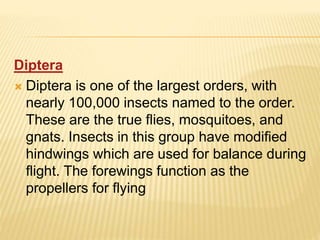 Diptera
 Diptera is one of the largest orders, with
nearly 100,000 insects named to the order.
These are the true flies, mosquitoes, and
gnats. Insects in this group have modified
hindwings which are used for balance during
flight. The forewings function as the
propellers for flying
 