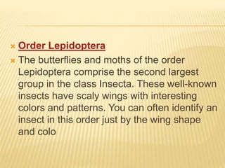  Order Lepidoptera
 The butterflies and moths of the order
Lepidoptera comprise the second largest
group in the class Insecta. These well-known
insects have scaly wings with interesting
colors and patterns. You can often identify an
insect in this order just by the wing shape
and colo
 