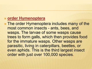  order Hymenoptera
 The order Hymenoptera includes many of the
most common insects - ants, bees, and
wasps. The larvae of some wasps cause
trees to form galls, which then provides food
for the immature wasps. Other wasps are
parasitic, living in caterpillars, beetles, or
even aphids. This is the third largest insect
order with just over 100,000 species.
 
