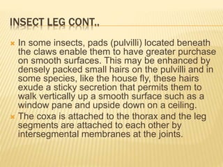 INSECT LEG CONT..
 In some insects, pads (pulvilli) located beneath
the claws enable them to have greater purchase
on smooth surfaces. This may be enhanced by
densely packed small hairs on the pulvilli and in
some species, like the house fly, these hairs
exude a sticky secretion that permits them to
walk vertically up a smooth surface such as a
window pane and upside down on a ceiling.
 The coxa is attached to the thorax and the leg
segments are attached to each other by
intersegmental membranes at the joints.
 