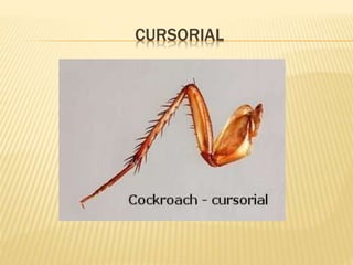 CURSORIAL
 