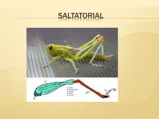 SALTATORIAL
 