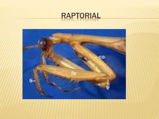 RAPTORIAL
 