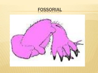 FOSSORIAL
 