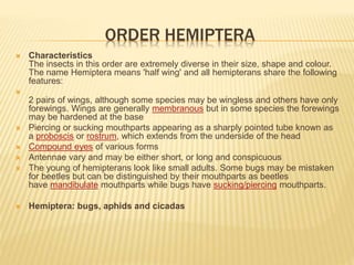 ORDER HEMIPTERA
 Characteristics
The insects in this order are extremely diverse in their size, shape and colour.
The name Hemiptera means 'half wing' and all hemipterans share the following
features:

2 pairs of wings, although some species may be wingless and others have only
forewings. Wings are generally membranous but in some species the forewings
may be hardened at the base
 Piercing or sucking mouthparts appearing as a sharply pointed tube known as
a proboscis or rostrum, which extends from the underside of the head
 Compound eyes of various forms
 Antennae vary and may be either short, or long and conspicuous
 The young of hemipterans look like small adults. Some bugs may be mistaken
for beetles but can be distinguished by their mouthparts as beetles
have mandibulate mouthparts while bugs have sucking/piercing mouthparts.
 Hemiptera: bugs, aphids and cicadas
 