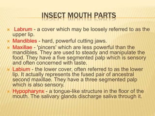 INSECT MOUTH PARTS
 Labrum - a cover which may be loosely referred to as the
upper lip.
 Mandibles - hard, powerful cutting jaws.
 Maxillae - 'pincers' which are less powerful than the
mandibles. They are used to steady and manipulate the
food. They have a five segmented palp which is sensory
and often concerned with taste.
 Labium - the lower cover, often referred to as the lower
lip. It actually represents the fused pair of ancestral
second maxillae. They have a three segmented palp
which is also sensory.
 Hypopharynx - a tongue-like structure in the floor of the
mouth. The salivary glands discharge saliva through it.
 