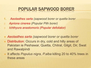 POPULAR SAPWOOD BORER
1. Aeolasthes sarta (sapwood borer or quetta borer
2. Apriona cinerea (Popular Pith borer)
3. Ichthyura anastomoris (Popular defoliator)
 Aeolasthes sarta (sapwood borer or quetta borer
 Distribution: Occurs in dry, cold and hilly areas of
Pakistan ie Peshawar, Quetta, Chitral, Gilgit, Dir, Swat
and Rawalpindi
 It affects Populus nigra, P.alba killing 20 to 40% trees in
these areas
 