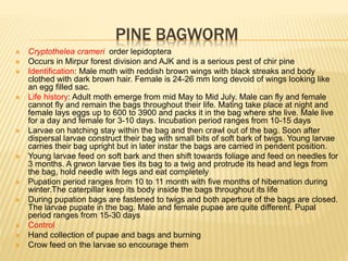 PINE BAGWORM
 Cryptothelea crameri order lepidoptera
 Occurs in Mirpur forest division and AJK and is a serious pest of chir pine
 Identification: Male moth with reddish brown wings with black streaks and body
clothed with dark brown hair. Female is 24-26 mm long devoid of wings looking like
an egg filled sac.
 Life history: Adult moth emerge from mid May to Mid July. Male can fly and female
cannot fly and remain the bags throughout their life. Mating take place at night and
female lays eggs up to 600 to 3900 and packs it in the bag where she live. Male live
for a day and female for 3-10 days. Incubation period ranges from 10-15 days
 Larvae on hatching stay within the bag and then crawl out of the bag. Soon after
dispersal larvae construct their bag with small bits of soft bark of twigs. Young larvae
carries their bag upright but in later instar the bags are carried in pendent position.
 Young larvae feed on soft bark and then shift towards foliage and feed on needles for
3 months. A grwon larvae ties its bag to a twig and protrude its head and legs from
the bag, hold needle with legs and eat completely
 Pupation period ranges from 10 to 11 month with five months of hibernation during
winter.The caterpillar keep its body inside the bags throughout its life
 During pupation bags are fastened to twigs and both aperture of the bags are closed.
The larvae pupate in the bag. Male and female pupae are quite different. Pupal
period ranges from 15-30 days
 Control
 Hand collection of pupae and bags and burning
 Crow feed on the larvae so encourage them
 