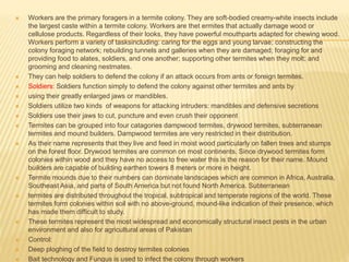  Workers are the primary foragers in a termite colony. They are soft-bodied creamy-white insects include
the largest caste within a termite colony. Workers are thet ermites that actually damage wood or
cellulose products. Regardless of their looks, they have powerful mouthparts adapted for chewing wood.
Workers perform a variety of tasksincluding: caring for the eggs and young larvae; constructing the
colony foraging network; rebuilding tunnels and galleries when they are damaged; foraging for and
providing food to alates, soldiers, and one another; supporting other termites when they molt; and
grooming and cleaning nestmates.
 They can help soldiers to defend the colony if an attack occurs from ants or foreign termites.
 Soldiers: Soldiers function simply to defend the colony against other termites and ants by
 using their greatly enlarged jaws or mandibles.
 Soldiers utilize two kinds of weapons for attacking intruders: mandibles and defensive secretions
 Soldiers use their jaws to cut, puncture and even crush their opponent
 Termites can be grouped into four catagories dampwood termites, drywood termites, subterranean
termites and mound builders. Dampwood termites are very restricted in their distribution.
 As their name represents that they live and feed in moist wood particularly on fallen trees and stumps
on the forest floor. Drywood termites are common on most continents. Since drywood termites form
colonies within wood and they have no access to free water this is the reason for their name. Mound
builders are capable of building earthen towers 8 meters or more in height.
 Termite mounds due to their numbers can dominate landscapes which are common in Africa, Australia,
Southeast Asia, and parts of South America but not found North America. Subterranean
 termites are distributed throughout the tropical, subtropical and temperate regions of the world. These
termites form colonies within soil with no above-ground, mound-like indication of their presence, which
has made them difficult to study.
 These termites represent the most widespread and economically structural insect pests in the urban
environment and also for agricultural areas of Pakistan
 Control:
 Deep ploghing of the field to destroy termites colonies
 Bait technology and Fungus is used to infect the colony through workers
 
