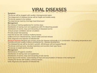 VIRAL DISEASES
 Symptom:
 The larvae will be sluggish with swollen intersegmantal region
 The integument of diseases larvae will be fragile and brakes easily
 The larvae appear to be restless
 The dead larvae hand by hind legs head downward
 Management
 Sun drying of rearing appliances for one/two days
 Disinfection of rearing room and appliances with 5% bleaching powder
 Disinfection of worms, trays and discarding of diseased worms
 Ensure proper ventilation and air circulation
 Provide proper bed spacing
 Feed the larvae with nutritious mulberry leaves
 Collect and burn infected larvae, faecal matter and bed refuses
 Early diagnosis and rejection of infected lots
 Bacterial diseases Bacteria and viruses cause the disease individually or in combination. Fluctuating temperature and
humidity and poor quality mulberry predispose the disease development.
 The diseased larvae will be stunted in growth, dill lethargic soft and appear flaccid
 The larvae vomit gut juice, develop dysentery and excrete chain type fecus.
 The larvae on death emit foul smell
 Management
 Maintenance of hygienic condition
 Disinfection of rearing room and appliances
 Disinfection of worms, trays and discarding of sick worms
 Avoid injury to the worms, overcrowding of trays and accumulation of faeces in the rearing bed
 Feeding the larvae with healthy nutritious leaves.
 Early diagnosis and rejection of infected lots
 