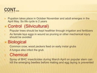 CONT…
 Pupation takes place in October November and adult emerges in the
April May. So life cycle is 2 years
 Control (Silvicultural)
1. Popular trees should be kept healthier through irrigation and fertilizers
2. As female lays eggs in wound so pruning or other mechanical injury
should be avoided
 Biological
1. Common crow, wood peckers feed on early instar grubs
2. A fungus also infect the grub
3. Chemical
4. Spray of BHC insecticides during March April on popular stem can
kill the emerging beetles before mating and egg laying is prevented
 