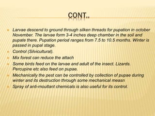CONT..
 Larvae descend to ground through silken threads for pupation in october
November. The larvae form 3-4 inches deep chamber in the soil and
pupate there. Pupation period ranges from 7.5 to 10.5 months. Winter is
passed in pupal stage.
 Control (Silvicultural).
 Mix forest can reduce the attach
 Some birds feed on the larvae and adult of the insect. Lizards.
Percupine etc also feed on pupae.
 Mechanically the pest can be controlled by collection of pupae during
winter and its destruction through some mechanical measn
 Spray of anti-moultant chemicals is also useful for its control.
 