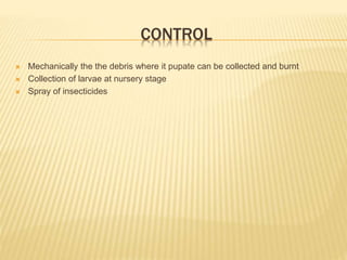 CONTROL
 Mechanically the the debris where it pupate can be collected and burnt
 Collection of larvae at nursery stage
 Spray of insecticides
 