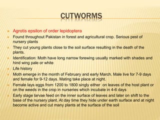 CUTWORMS
 Agrotis epsilon of order lepidoptera
 Found throughout Pakistan in forest and agricultural crop. Serious pest of
nursery plants
 They cut young plants close to the soil surface resulting in the death of the
plants.
 Identification: Moth have long narrow forewing usually marked with shades and
hind wing pale or white
 Life history
 Moth emerge in the month of February and early March. Male live for 7-9 days
and female for 9-12 days. Mating take place at night.
 Female lays eggs from 1200 to 1800 singly either on leaves of the host plant or
on the weeds in the crop in nurseries which incubate in 4-6 days
 Early stage larvae feed on the inner surface of leaves and later on shift to the
base of the nursery plant. At day time they hide under earth surface and at night
become active and cut many plants at the surface of the soil
 