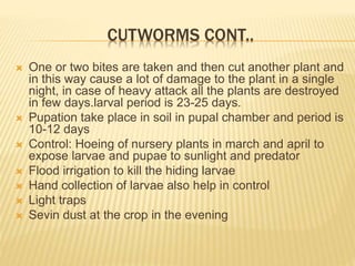 CUTWORMS CONT..
 One or two bites are taken and then cut another plant and
in this way cause a lot of damage to the plant in a single
night, in case of heavy attack all the plants are destroyed
in few days.larval period is 23-25 days.
 Pupation take place in soil in pupal chamber and period is
10-12 days
 Control: Hoeing of nursery plants in march and april to
expose larvae and pupae to sunlight and predator
 Flood irrigation to kill the hiding larvae
 Hand collection of larvae also help in control
 Light traps
 Sevin dust at the crop in the evening
 