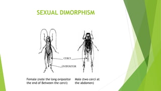 SEXUAL DIMORPHISM
CERCI
OVIPOSITOR
Female (note the long ovipositor Male (two cerci at
the end of Between the cerci) the abdomen)
 