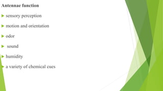 Antennae function
 sensory perception
 motion and orientation
 odor
 sound
 humidity
 a variety of chemical cues
 