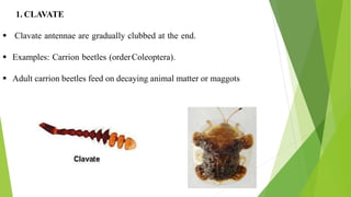 1. CLAVATE
Clavate antennae are gradually clubbed at the end. Examples: Carrion beetles (order
Coleoptera). Adult carrion beetles feed on decaying animal matter or maggots.
1. CLAVATE
 Clavate antennae are gradually clubbed at the end.
 Examples: Carrion beetles (orderColeoptera).
 Adult carrion beetles feed on decaying animal matter or maggots
 