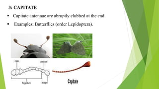 3: CAPITATE
 Capitate antennae are abruptly clubbed at the end.
 Examples: Butterflies (order Lepidoptera).
 