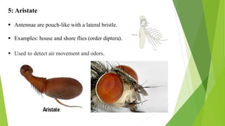 5: Aristate
 Antennae are pouch-like with a lateral bristle.
 Examples: house and shore flies (order diptera).
 Used to detect air movement and odors.
 