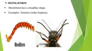 7: MONILIFORM
 Moniliform have a beadlike shape.
 Examples: Termites (order Isoptera).
 